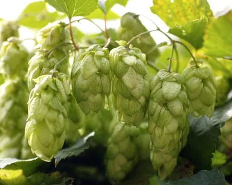 Craft Your Own Hops Haven: Growing Hops Turns Out Straightforward and Satisfying